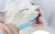 如何喂猫咪驱虫药