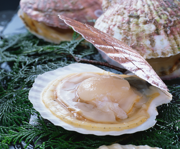 扇贝和生蚝怎么保存 扇贝和生蚝怎么保存