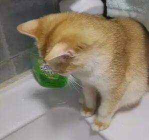 猫咪不爱喝水，有哪些诱导饮水妙招