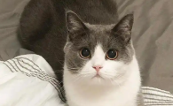 猫咪无精打采一直想睡是为什么