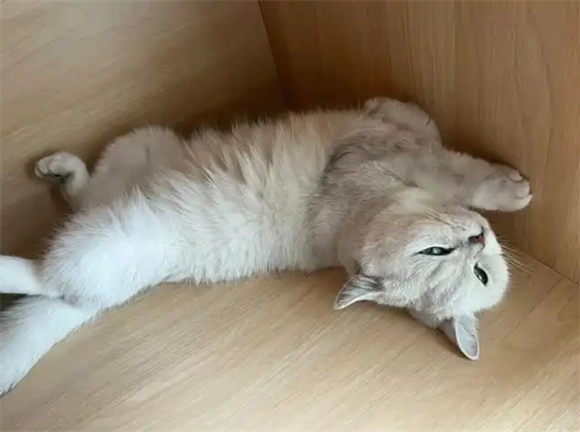 猫在40度会热死吗