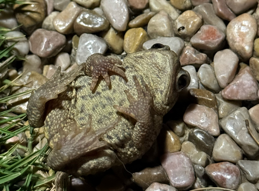 为什么蟾蜍招财