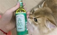 猫闻花露水会不会中毒