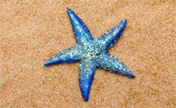 蓝色的海星有毒吗