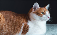 猫毛一拔就掉一撮