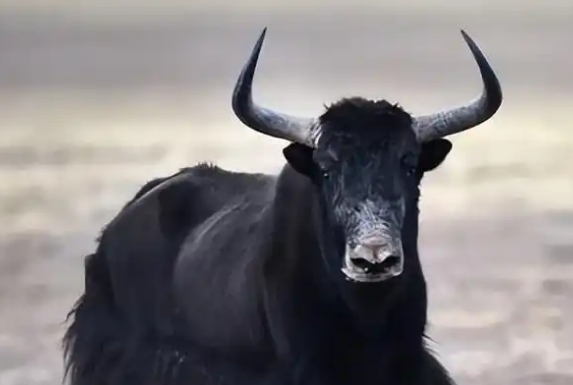 牦牛油的功效与作用 牦牛油的功效与作用