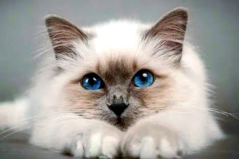 猫咪断奶一般多大开始比较合适呢 猫咪断奶一般多大开始比较合适呢