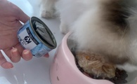 主子们的罐头“琅琊榜”：猫罐头排名前十品牌新鲜出炉！