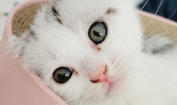 英短净梵魅力解读,感兴趣的可以看看! 英短净梵魅力解读,感兴趣的可以看看!