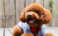 狗狗有点咳嗽吃什么药