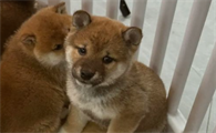 幼犬拉血是什么原因引起的
