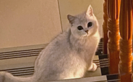 猫咪掉毛很严重怎么办