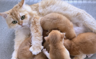 猫想尿但尿不出来