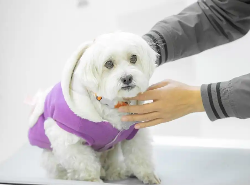 狗狗驱虫前可以洗澡吗