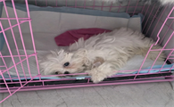 狗狗细小怎么自己治疗呢