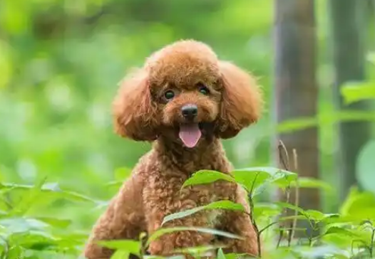 泰迪犬不适信号及饲养常见问题
