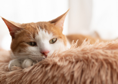 猫胎位不正怎么办 猫胎位不正怎么办