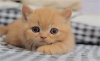 猫被烫伤还能长毛吗
