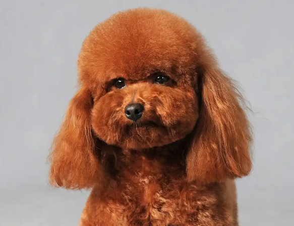 泰迪属于贵宾犬吗?看完这篇就知道了 泰迪属于贵宾犬吗?看完这篇就知道了