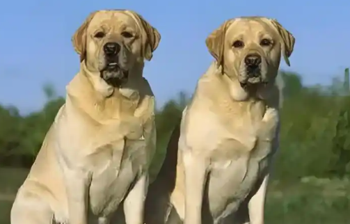 最有“欺骗性”的狗——拉布拉多犬! 最有“欺骗性”的狗——拉布拉多犬!