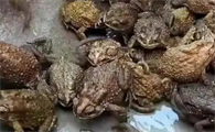 逮癞蛤蟆犯法吗
