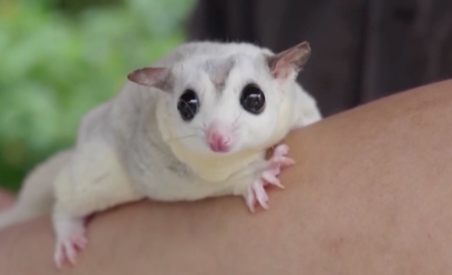 “异宠”市场火了?警惕!或触犯法律!不少年轻人喜爱 “异宠”市场火了?警惕!或触犯法律!不少年轻人喜爱