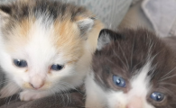 小奶猫多大可以自主进食