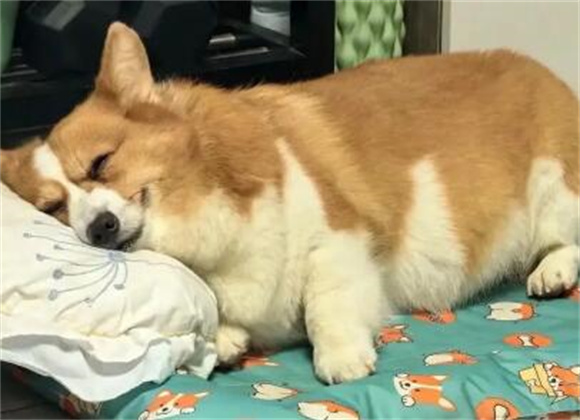 老年犬口鼻瘘不能手术怎么办
