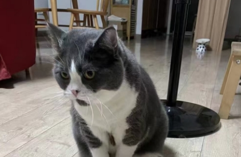 猫咪怀孕会不会吐