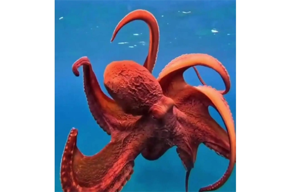 章鱼是外星生物?科学揭秘深海智慧体真实身份 章鱼是外星生物?科学揭秘深海智慧体真实身份