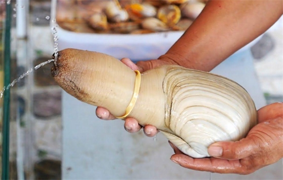 怎么做象拔蚌家常做法 怎么做象拔蚌家常做法