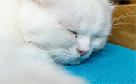 小猫突然像哮喘一样抽气