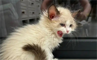 猫咪耳朵流黄水怎么治
