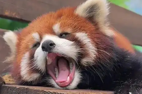 绿皮小熊猫多少一条