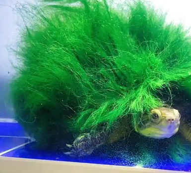 绿毛龟如何培养