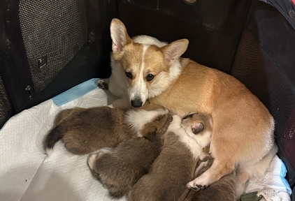 狗狗生了小狗怎么照顾母狗