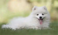 狗狗耳螨总是复发怎么办