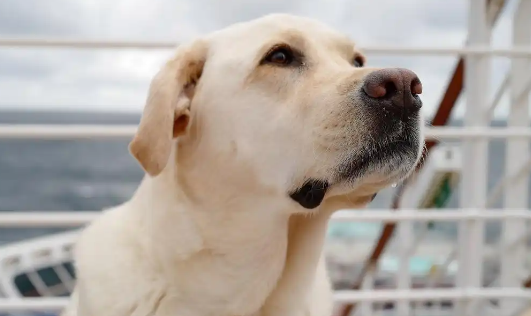 拉布拉多犬的致命缺点,你了解几个? 拉布拉多犬的致命缺点,你了解几个?