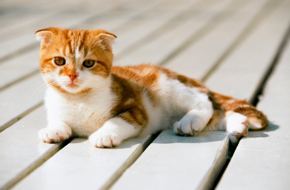 猫咪突然抽搐口吐白沫怎么回事 猫咪突然抽搐口吐白沫怎么回事