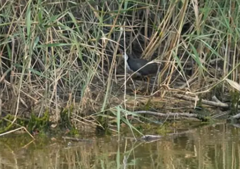 冠鱼狗现身山航院 刷新滨州市鸟类记录