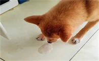 狗吐黄水是什么原因导致的