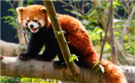 小熊猫可以家养吗