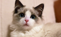 猫眼角白色的肉跑出来了