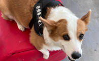 狗狗得了狂犬病能活多久