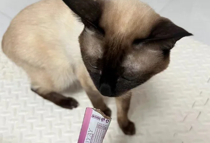 康康先生猫条是杂牌子还是名牌