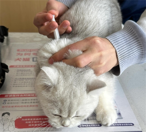 猫咪打狂犬疫苗注意事项是什么