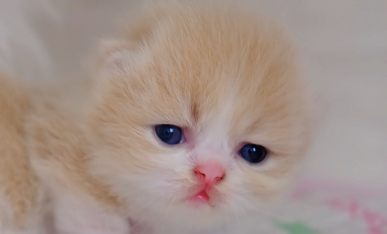 猫吃了辣的东西有事吗 猫吃了辣的东西有事吗