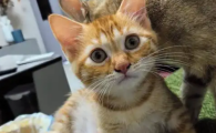 猫瘟消毒后一个星期可以养吗