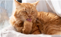 怎么预防猫咪得猫瘟