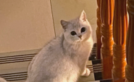 母猫产后两天一直喘粗气